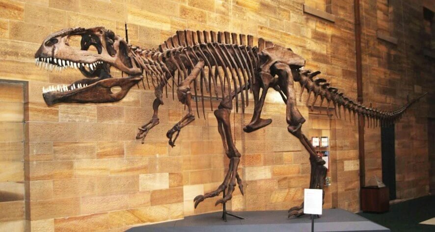 Гиганотозавр: южноамериканский гигант, который мог бы бросить вызов тирексу