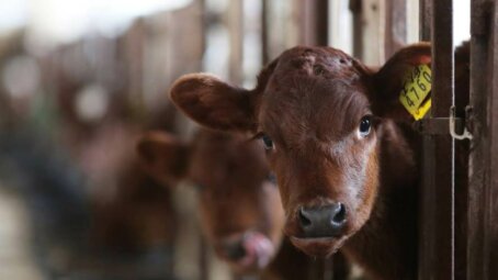 Правительство направит более четверти миллиарда рублей на развитие геномной селекции в племенном животноводстве