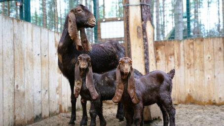 Новые вольеры и новые обитатели — подведены итоги работы Московского зоопарка в 2025 году