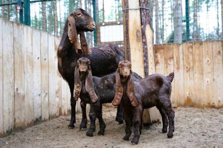 Новые вольеры и новые обитатели — подведены итоги работы Московского зоопарка в 2025 году