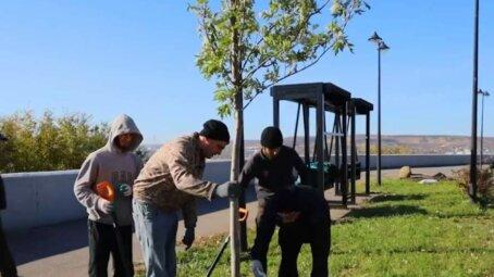 Осенью этого года в Саратове высадят около 400 деревьев-крупномеров